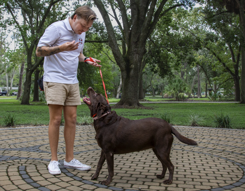 Trainer working with a chocolate Labrador in a park